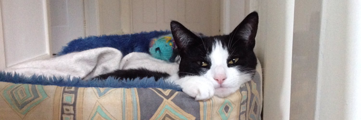 🐾 It's mees.....der Booboo 😻's banner