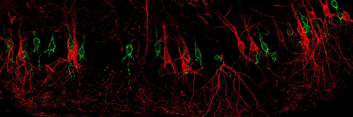 PiatkevichLab's banner