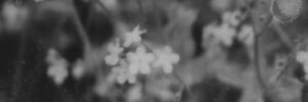 kelsi ･ﾟ: *✧'s banner