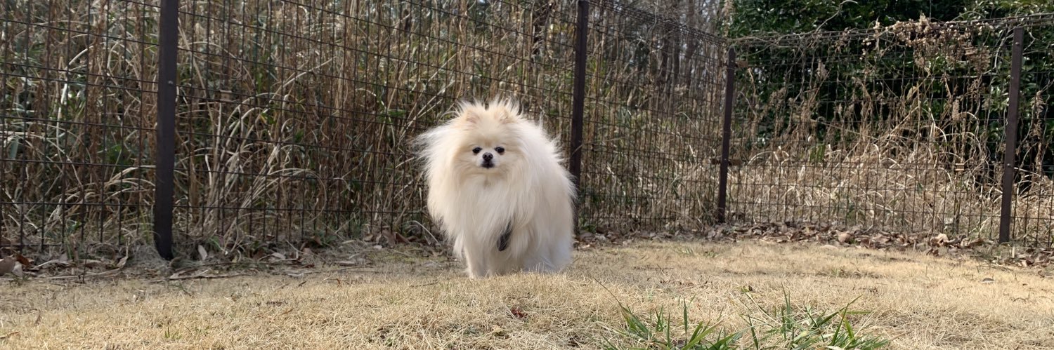 大福ちゃん🐶ポメラニアン's banner