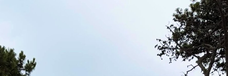 lili's banner