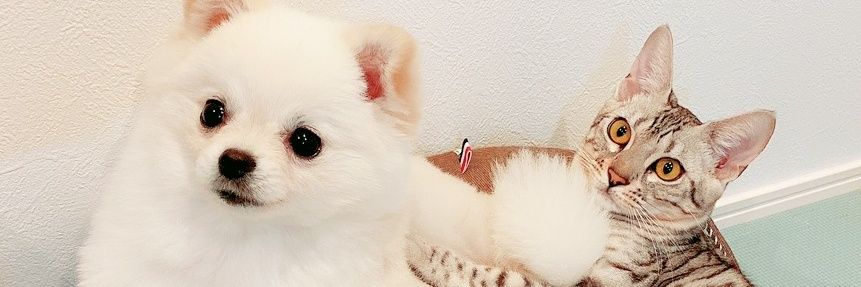 おこめ屋's banner