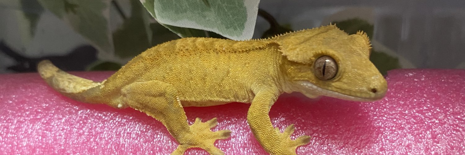 Crestomocko🦎九レプ5/30,31's banner