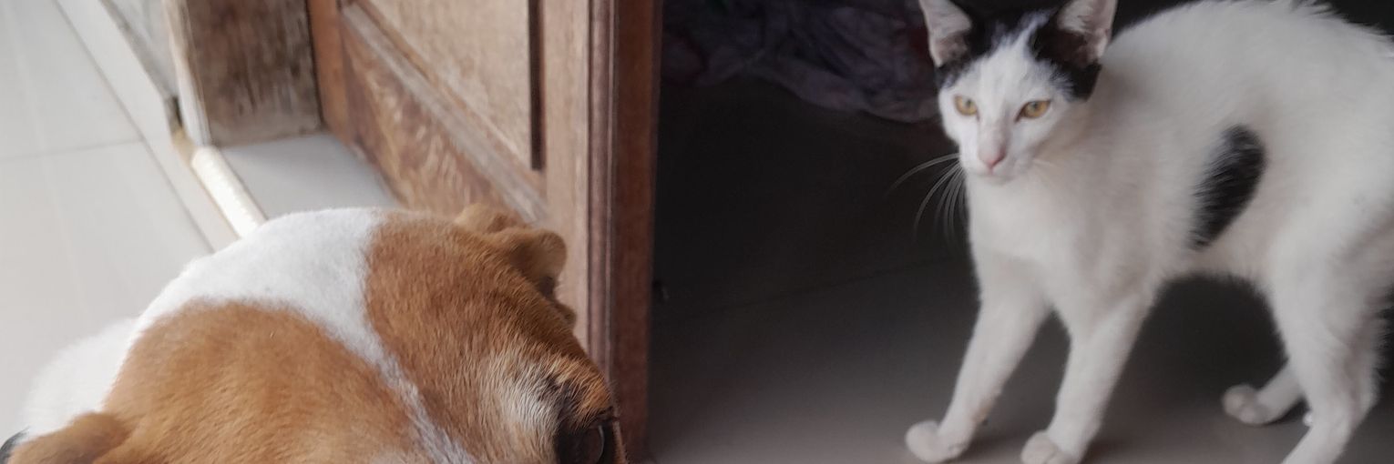 🌸 Bubskyy 🌸's banner