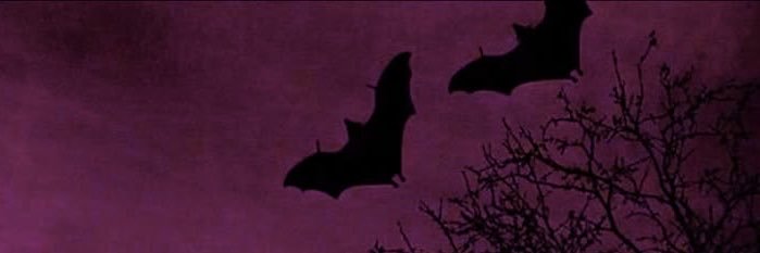 𓏲 ๋࣭♱ misha 🦇's banner
