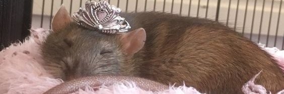 Ratt ~ OF: @rattsuicide's banner
