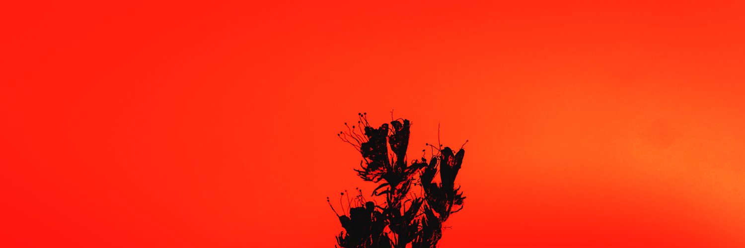 kokbegitu's banner