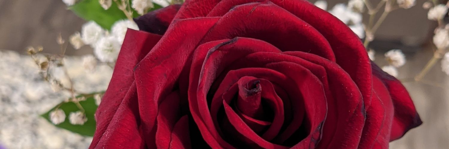 Diane Marie🌹Southern Charm🍑's banner