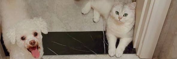 龙妈妈's banner