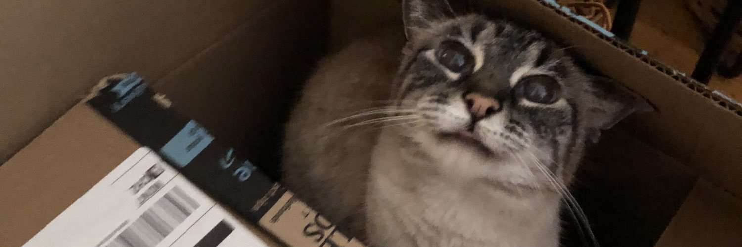 esther the cat 👑 🌈's banner