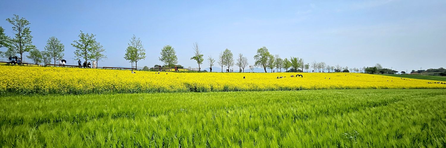 Misa🌺韓国在住K-dramaライター's banner