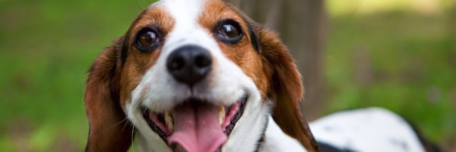 Battle Beagle's banner