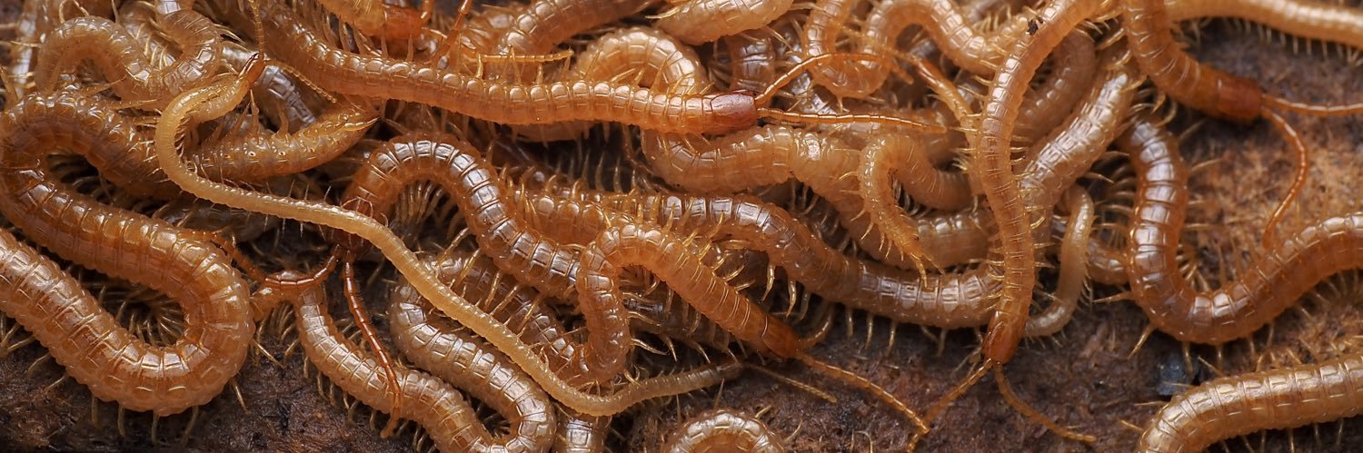 invertebrate's banner