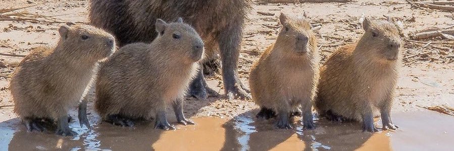 CAPYBARA MAN's banner