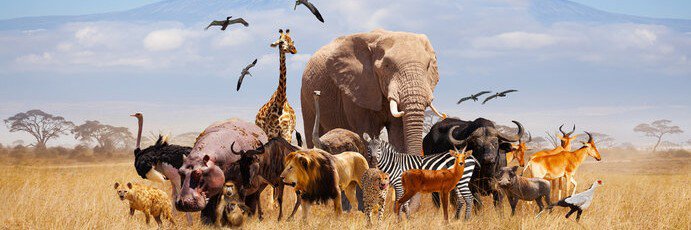 AnimalsNature🇺🇸🇺🇸's banner
