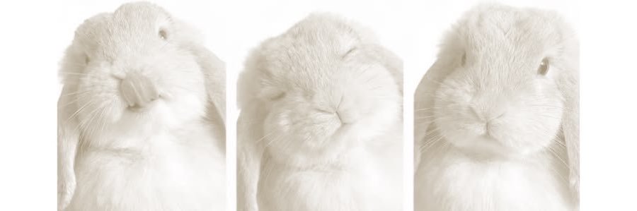 evan ! ★'s banner