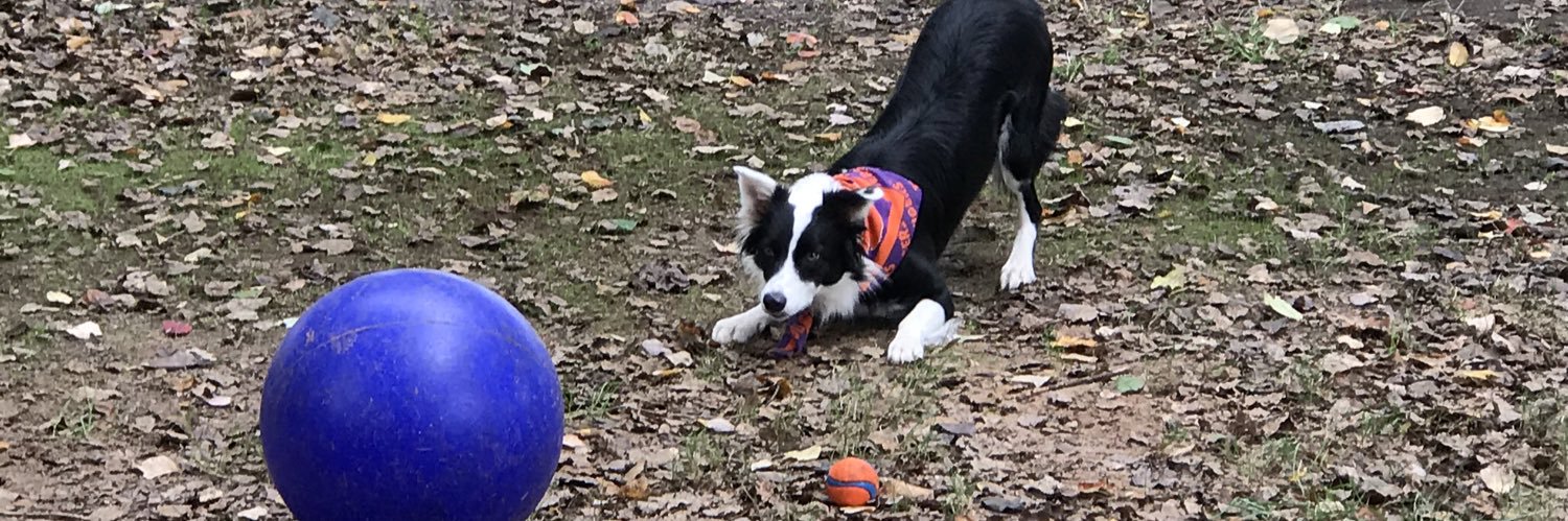Reba the Border Collie's banner