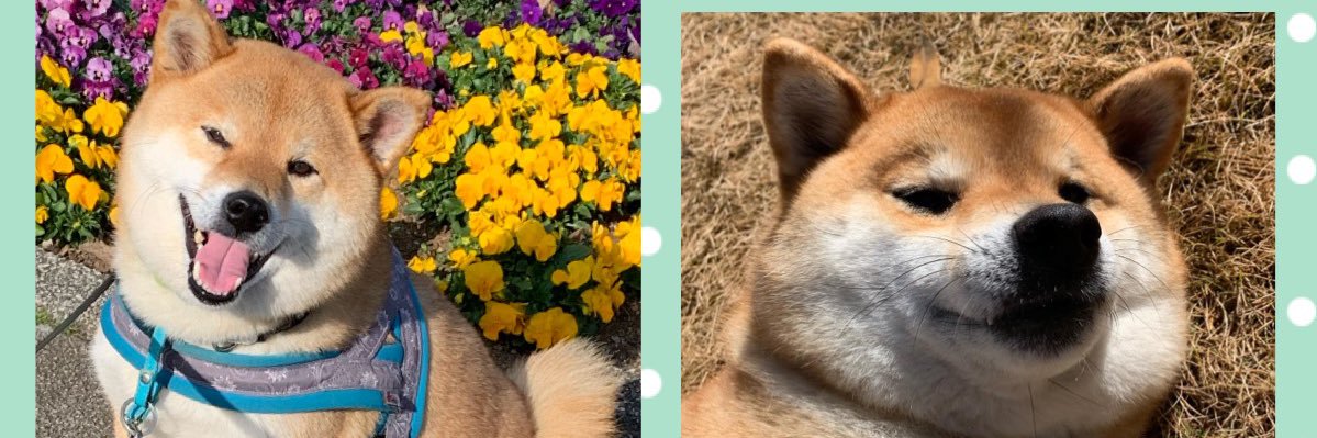 いぶし銀's banner