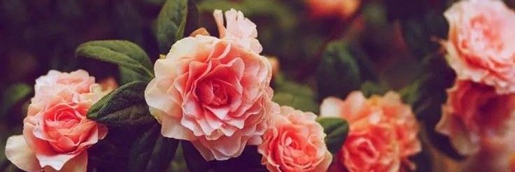 Monali🍊's banner
