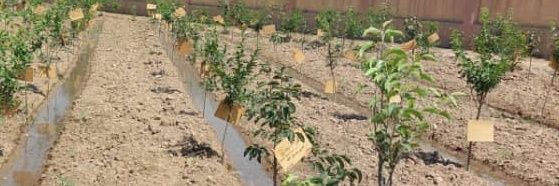 Hijra Permaculture Autonomie's banner