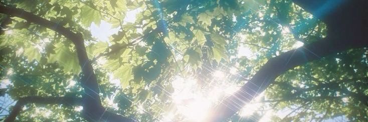 C 🦋's banner