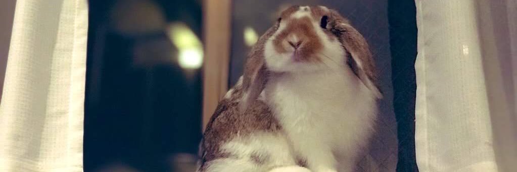 ごんじり🐰's banner