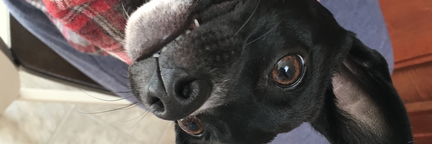 Dotzmom's banner