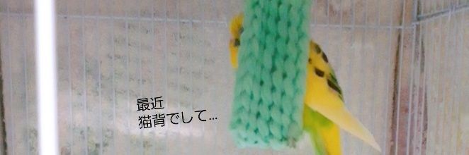 ぴこ兄♂️🧀🍒's banner