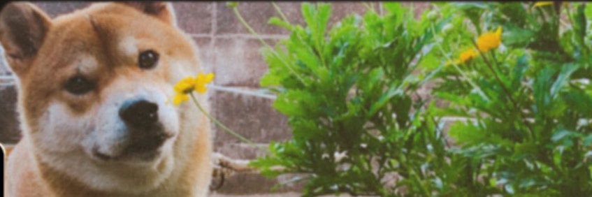 けい。's banner