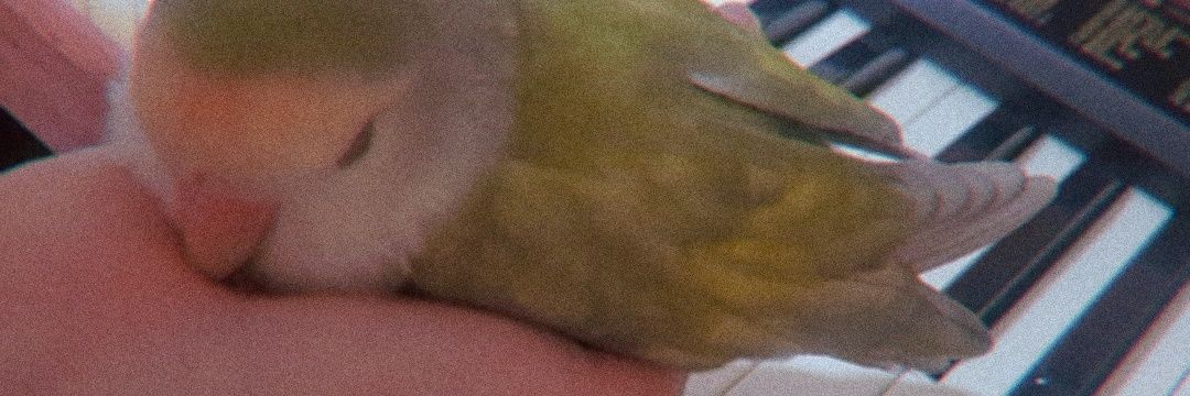 짹슨🐥's banner