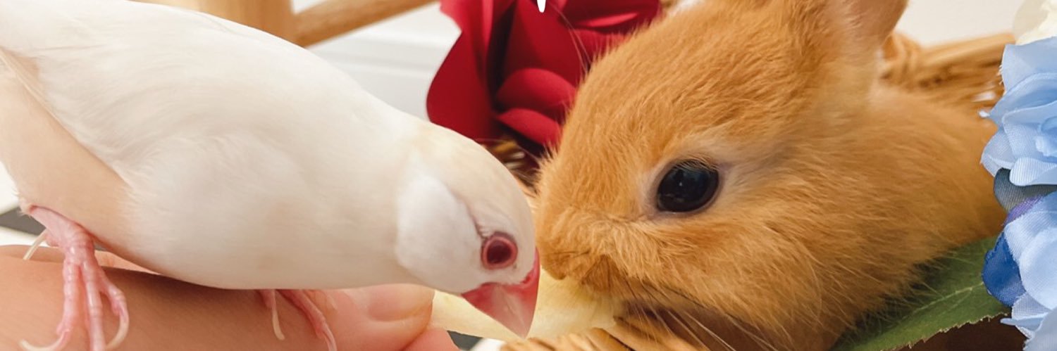 クリーム文鳥くう&りむ&うさぎのラビ's banner