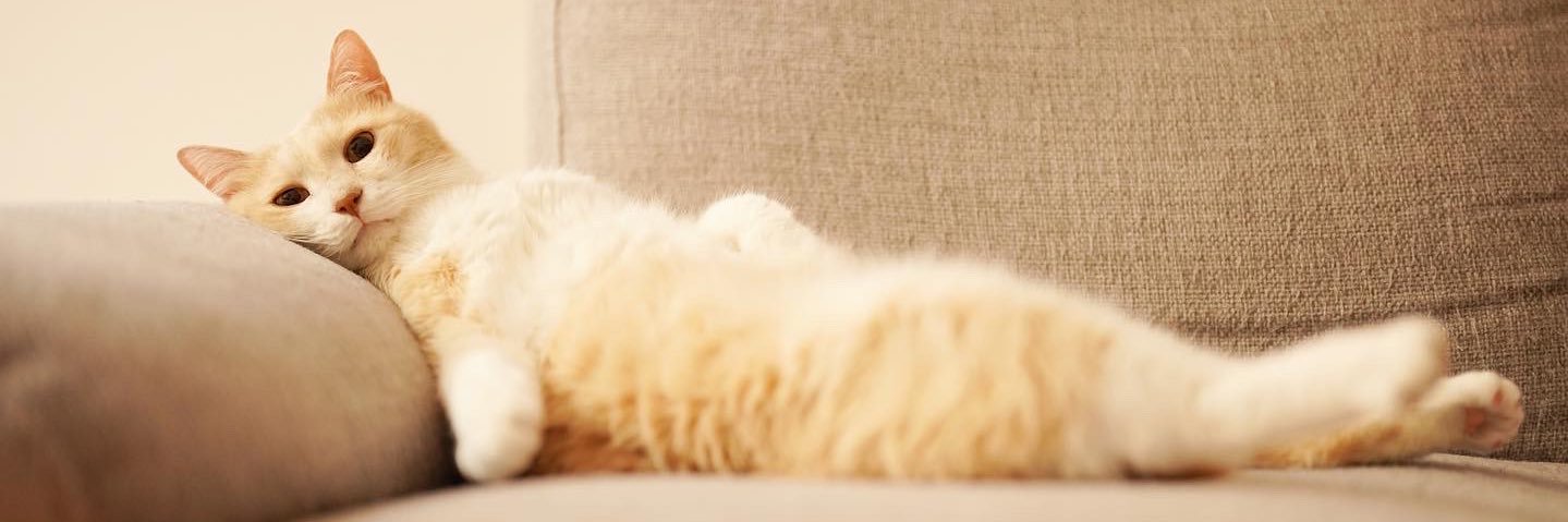 챠비는 말랑떡고양이💛's banner