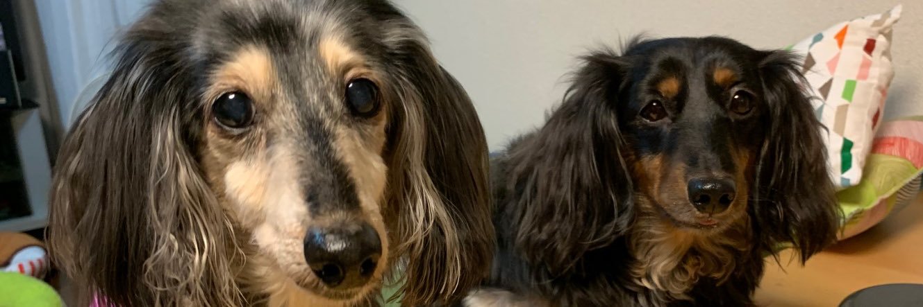 アフロ 🐶🐾U´•ﻌ•`U•*¨*•.¸¸☆*･ﾟ's banner