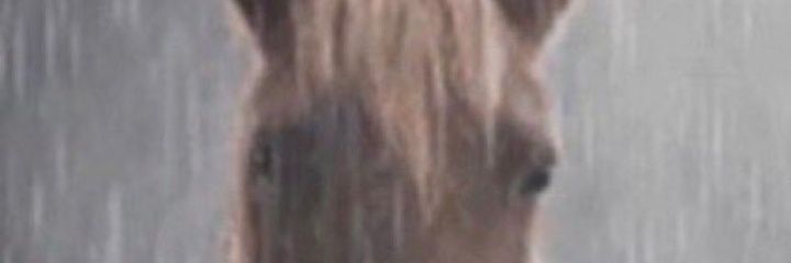 Evelyn's banner