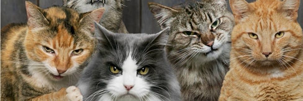 The Six 'Stinky' Cats Gang's banner