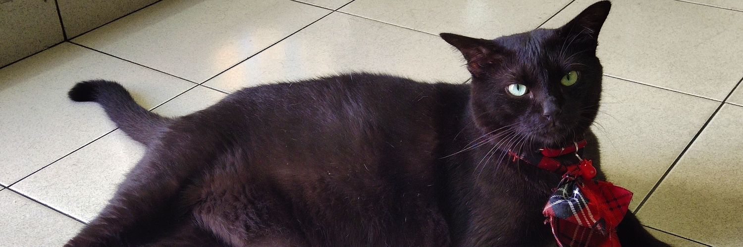 HeiHei_afattyblack cat's banner