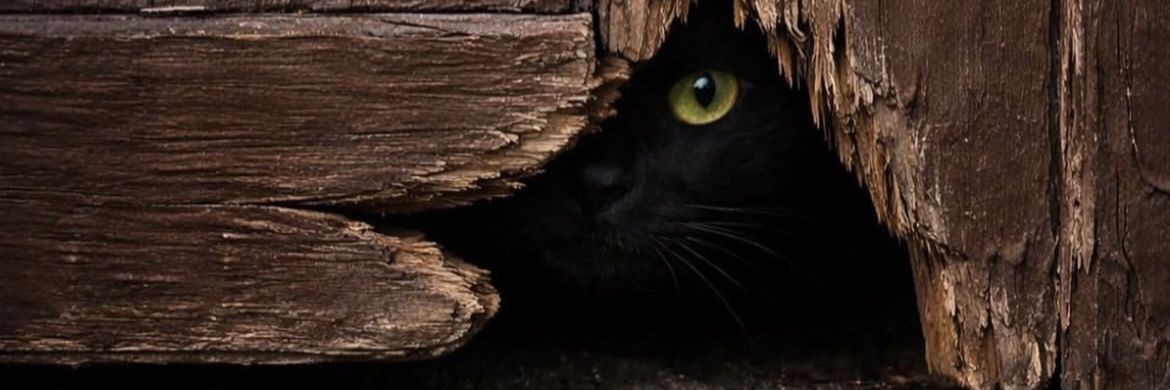 MeowsterDaily 🩶's banner