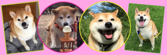 柴犬🐾くぅ🌈くま🐻‍とら🐯's banner
