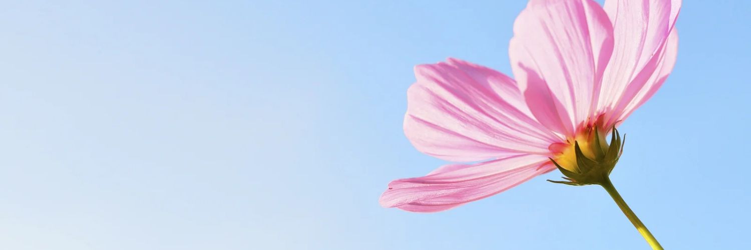 Fernanda Oliveira's banner