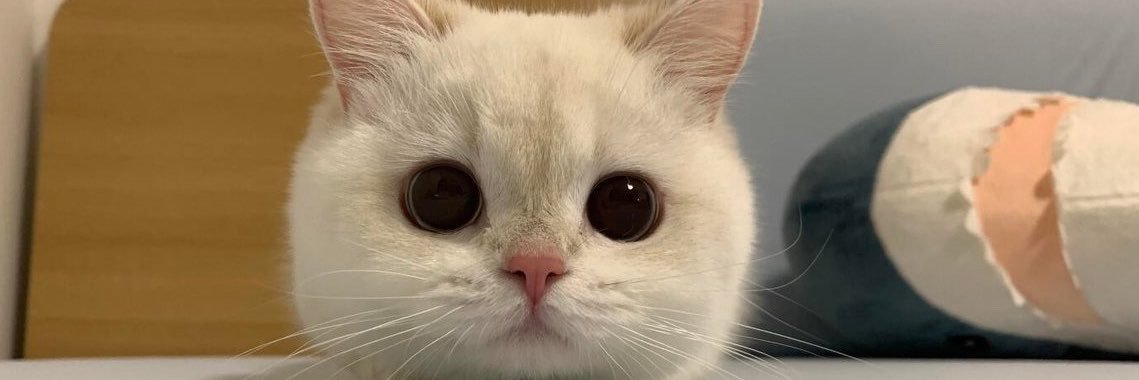 ：Z🐈's banner
