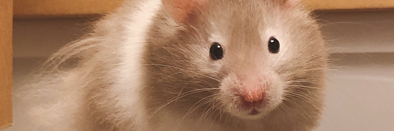 ろんぐ's banner
