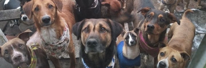 Ángeles sin Voz ♡'s banner