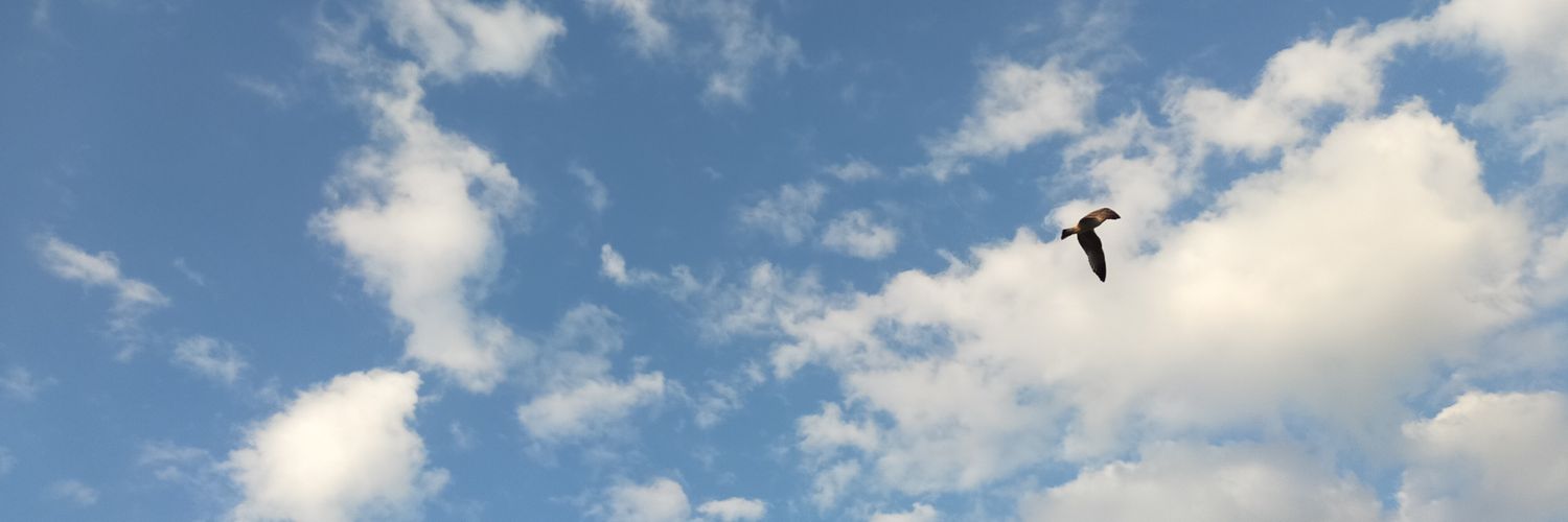 Aybala ☘️'s banner