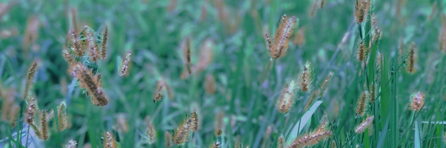 桃桃ㄗ's banner