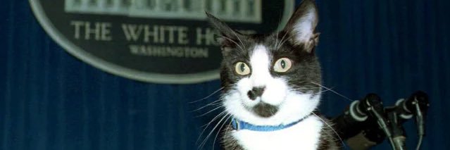 President Cat's banner