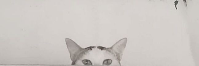 liss✧⁠*⁠。🪭's banner