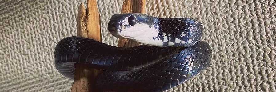 ぞのを🐍.Hachurui's banner