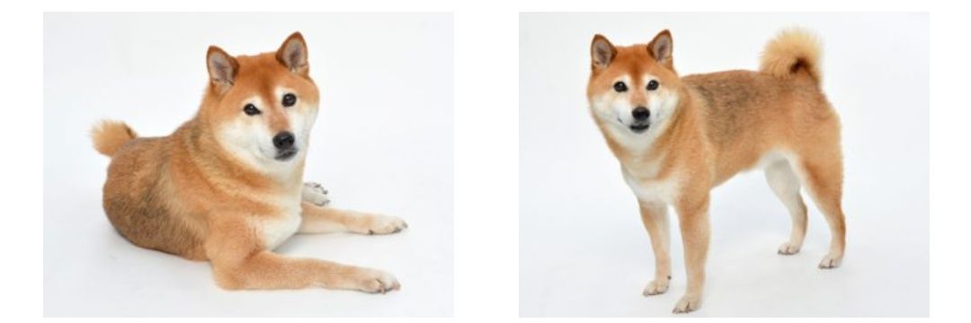 柴犬まろｻﾝ's banner