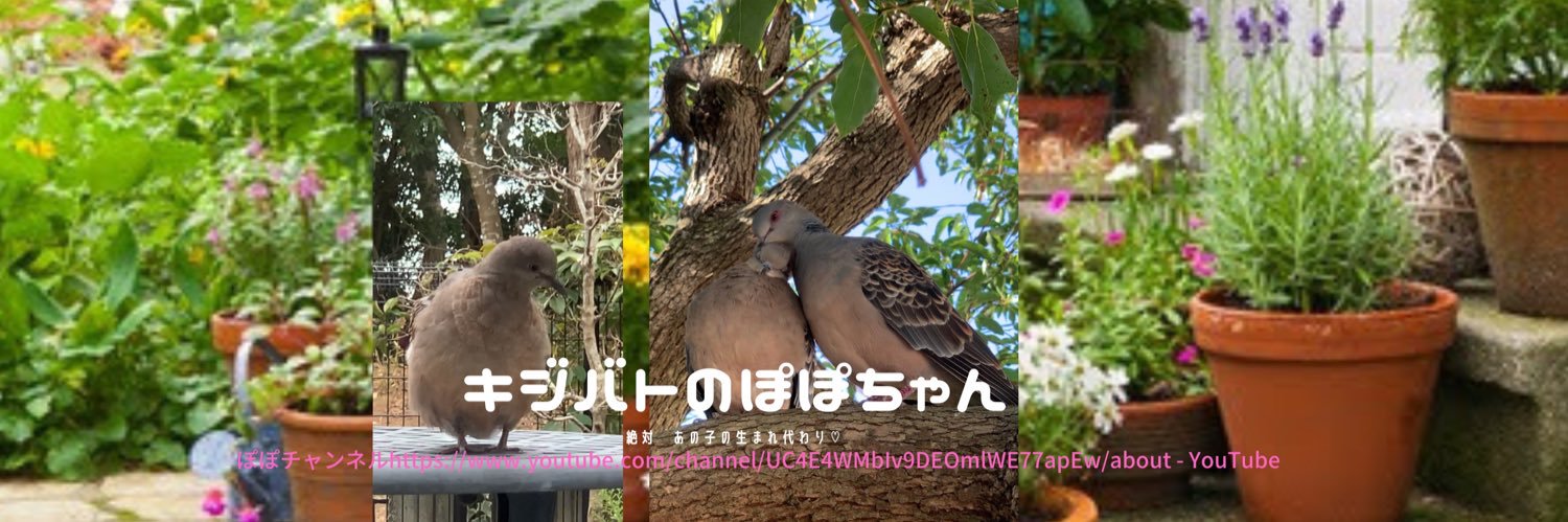 popochan (⑅•͈ ө•͈⑅)キジバト❤︎実は天から舞いおりた猫's banner