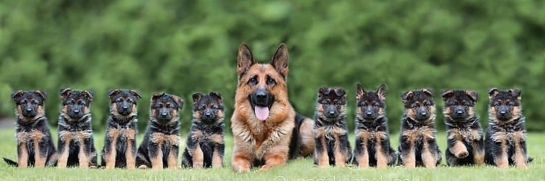 German Shepherd Lovers Page's banner